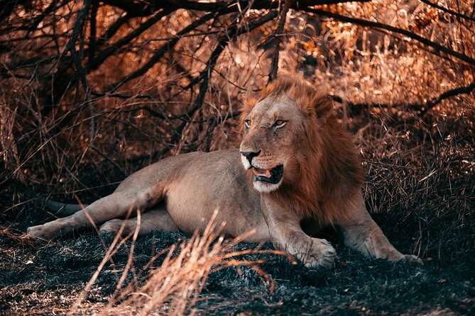 Day Safari Tour to Mikumi National Park - What you might see, and why patience matters