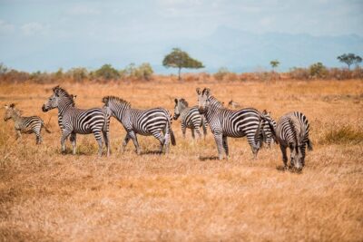 Day Safari Tour to Mikumi National Park