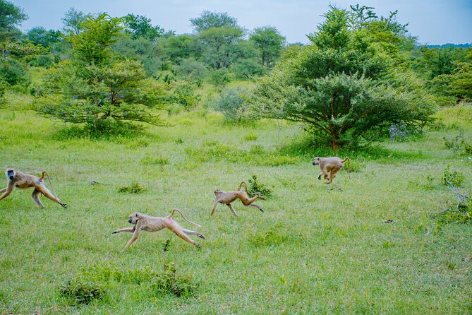 Day Safari Tour to Mikumi National Park - Lunch, drinks, and the practical cost of the day