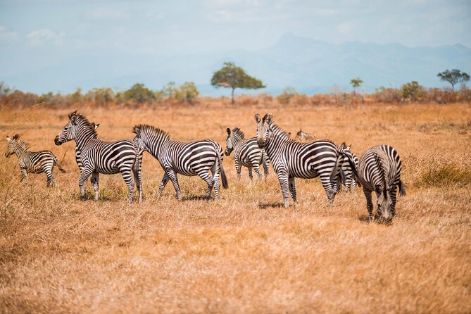 Day Safari Tour to Mikumi National Park - First game drive among Mikumi’s open plains