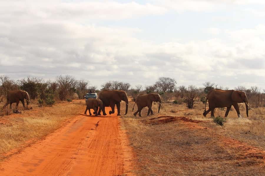 Day Tour of Tsavo East National Park from Mombasa/Diani - Why this Tsavo East day trip works as a one-day safari