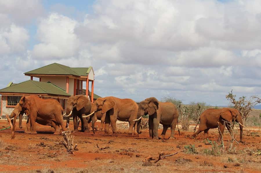 Day Tour of Tsavo East National Park from Mombasa/Diani - Four hours of game viewing in Tsavo East