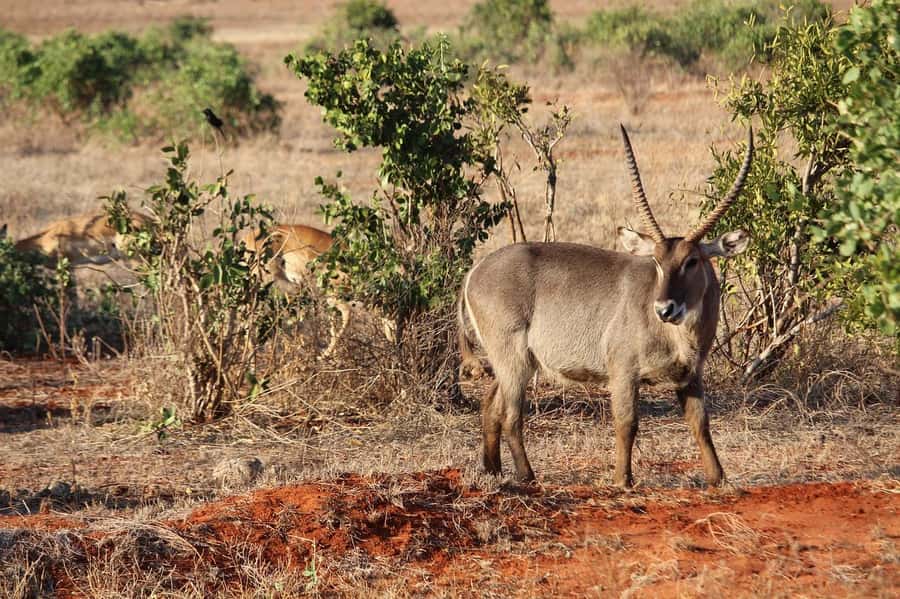 Day Tour of Tsavo East National Park from Mombasa/Diani - Aruba Dam and the best chance for animal activity