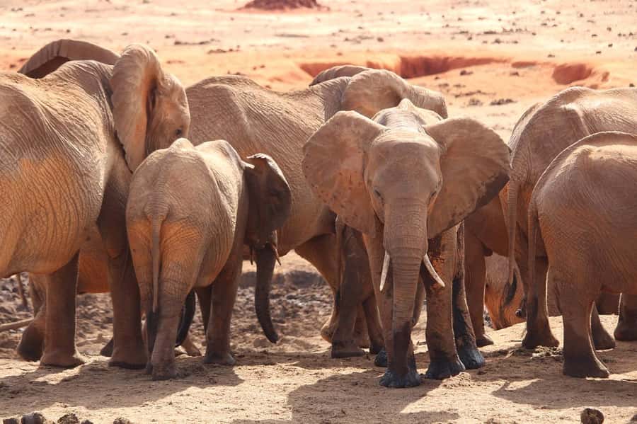 Day Tour of Tsavo East National Park from Mombasa/Diani - Lunch at Sentrim Lodge or a similar restaurant