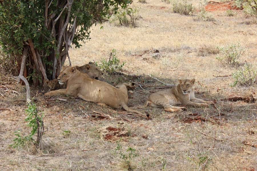 Day Tour of Tsavo East National Park from Mombasa/Diani - What the $389 price includes