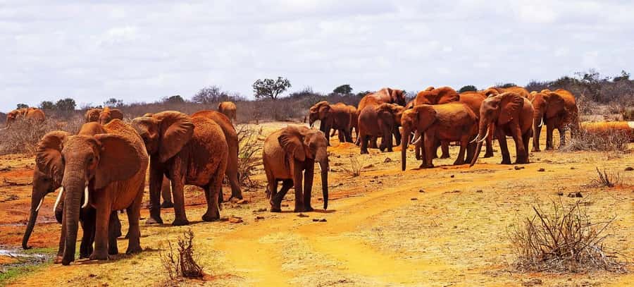 Day Tour of Tsavo East National Park from Mombasa/Diani - Booking details worth checking before you go