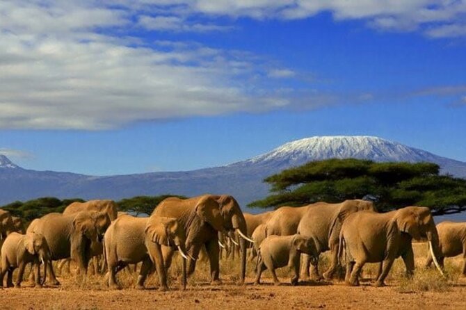 Day Tour to Amboseli National Park - The 5 a.m. departure from Nairobi
