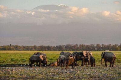 Day Tour to Amboseli National Park