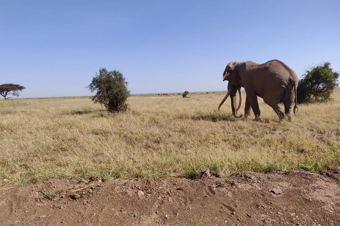 Day Tour to Amboseli National Park - Observation Hill and the short walk