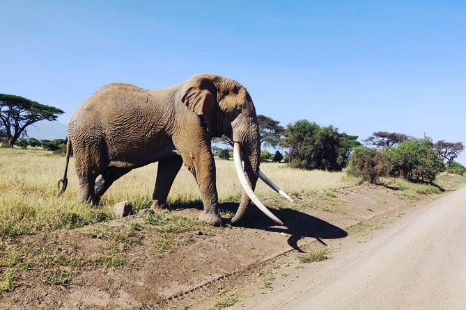 Day Tour to Amboseli National Park - The return drive to Nairobi