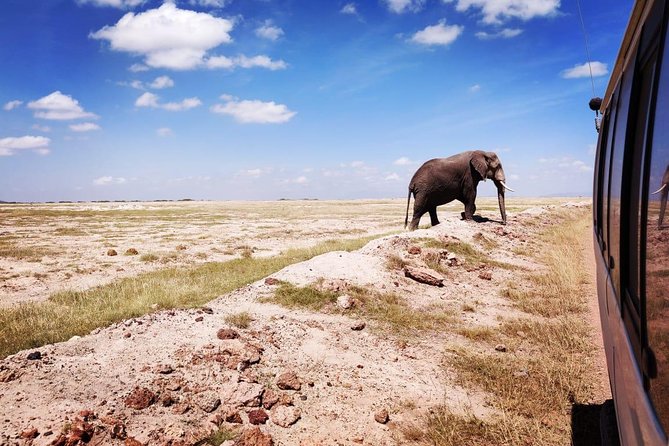 Day Tour to Amboseli National Park - What the $310 price includes