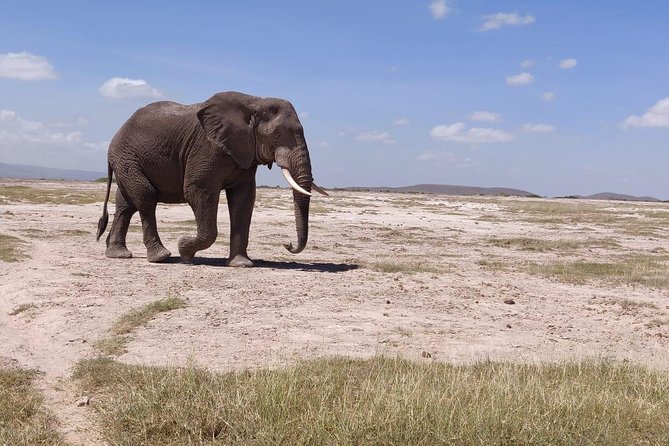 Day Tour to Amboseli National Park - Who will enjoy this day most