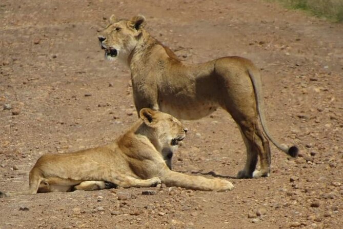 Day Tour To Amboseli National Park From Nairobi - Why Amboseli makes a strong one-day safari