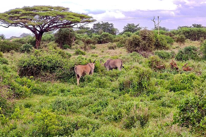 Day Tour To Amboseli National Park From Nairobi - The pop-up-roof vehicle and game drive