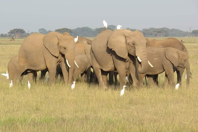 Day Tour To Amboseli National Park From Nairobi - Elephants, predators, and the search for Kilimanjaro