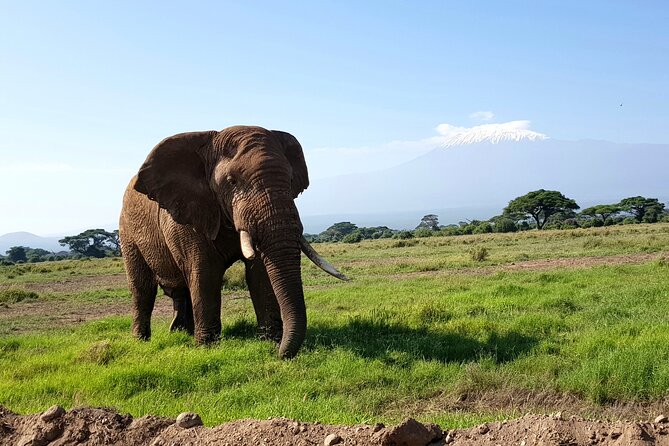 Day Tour To Amboseli National Park From Nairobi - What the $160 price really covers