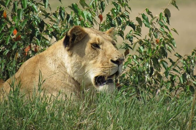 Day Tour To Amboseli National Park From Nairobi - Leaving Nairobi at 5:00 am