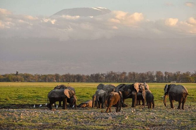 Day tour to Amboseli national park - Inside Amboseli with a pop-up roof