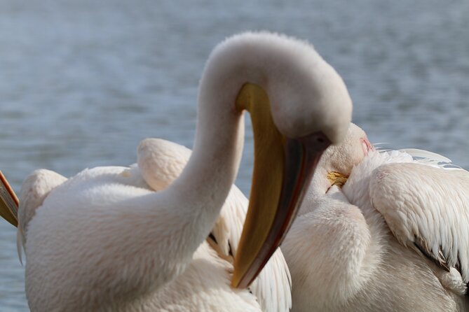 Day tour to Hell's Gate National park and optional Boat ride on lake Naivasha - The gorge walk, and the closure you need to check