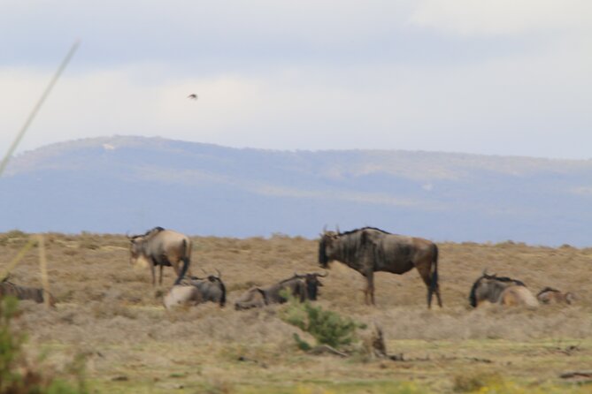 Day tour to Hell's Gate National park and optional Boat ride on lake Naivasha - A one-hour boat ride on Lake Naivasha