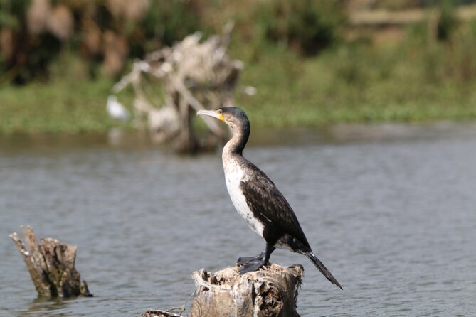 Day tour to Hell's Gate National park and optional Boat ride on lake Naivasha - The 4pm return drive to Nairobi