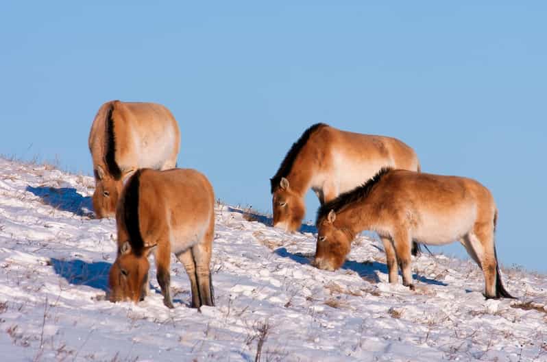 Day tour to Hustai national park - The 8am Pickup from Ulaanbaatar