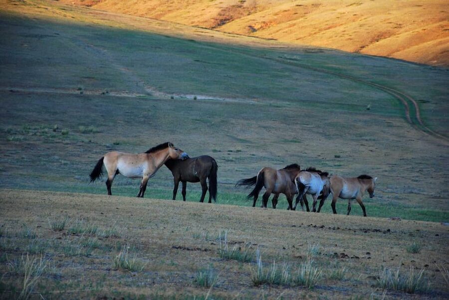 Day tour to Hustai national park - What Happens Inside the Park