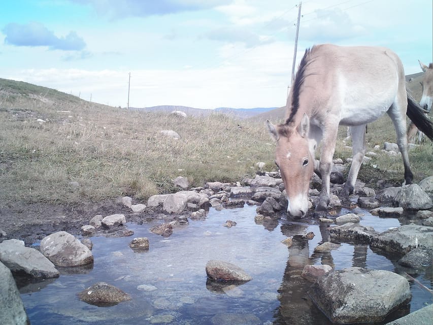 Day tour to Hustai national park - The $90 Price and What It Really Covers