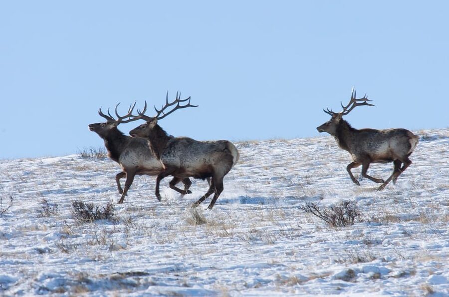 Day tour to Hustai national park - Timing, Traffic, and the Best Way to Protect Your Day
