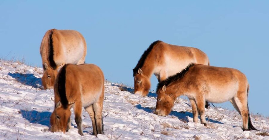 Day tour to Hustai national park - Who Will Enjoy This Trip Most