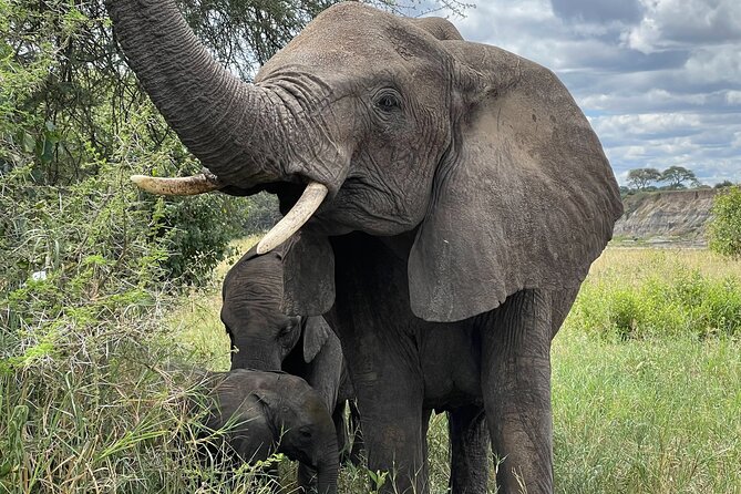 Day Tour to Tarangire National Park from Arusha - Key points to know before you book
