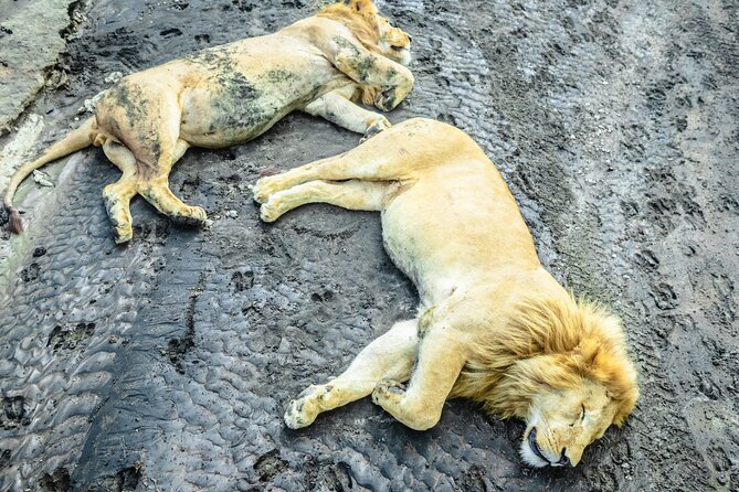 Day Tour to Tarangire National Park from Arusha - Why Tarangire makes a strong first safari day