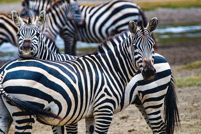 Day Tour to Tarangire National Park from Arusha - A private tour with room for questions