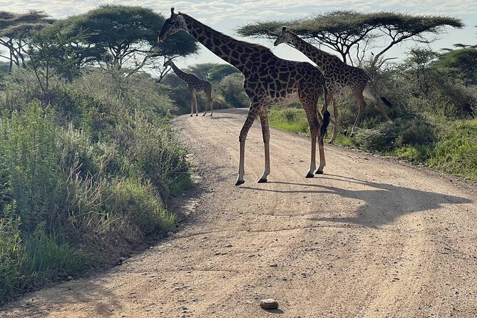 Day Tour to Tarangire National Park from Arusha - Lunch, water, and the real value of $274