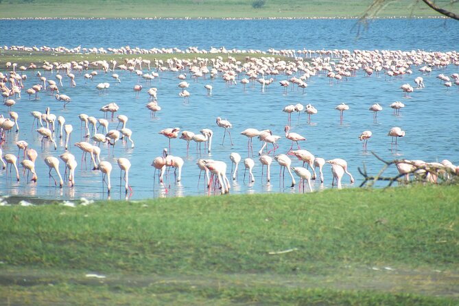 Day Tour to Tarangire National Park from Arusha - Who will enjoy this day safari most