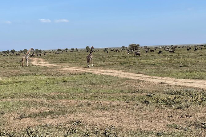 Day Tour to Tarangire National Park from Arusha - My practical take on the safari experience