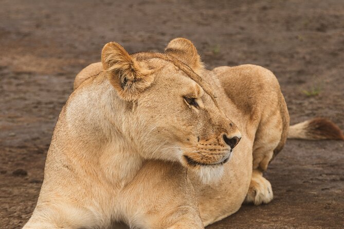 Day Tour to Tarangire National Park from Arusha - The early start from Arusha