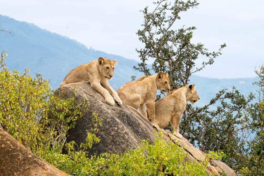 Day tour to Tsavo East National Park from Malindi/ Watamu - Looking for lions and the Man Eaters of Tsavo