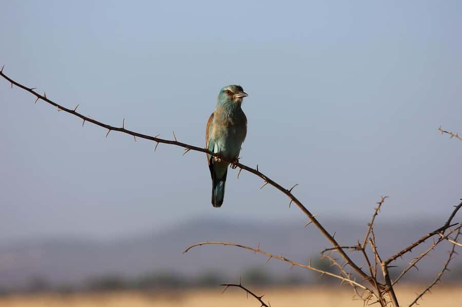 Day tour to Tsavo East National Park from Malindi/ Watamu - What you may see beyond the Big Five