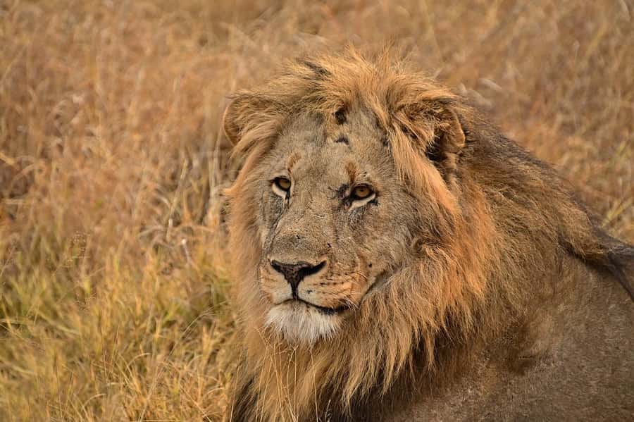 Day tour to Tsavo East National Park from Malindi/ Watamu - Lunch at Voi Wildlife Lodge
