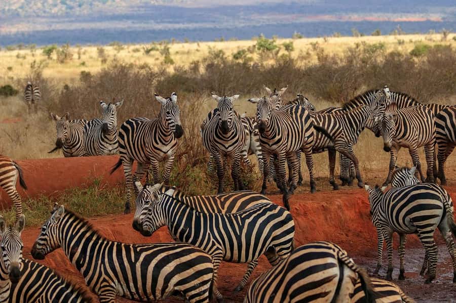 Day tour to Tsavo East National Park from Malindi/ Watamu - The early pickup from Malindi or Watamu