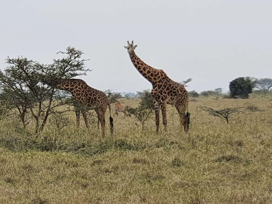 DAY TOUR TO TSAVO EAST NATIONAL PARK FROM MOMBASA/DIANI - Why Tsavo East makes a strong day safari