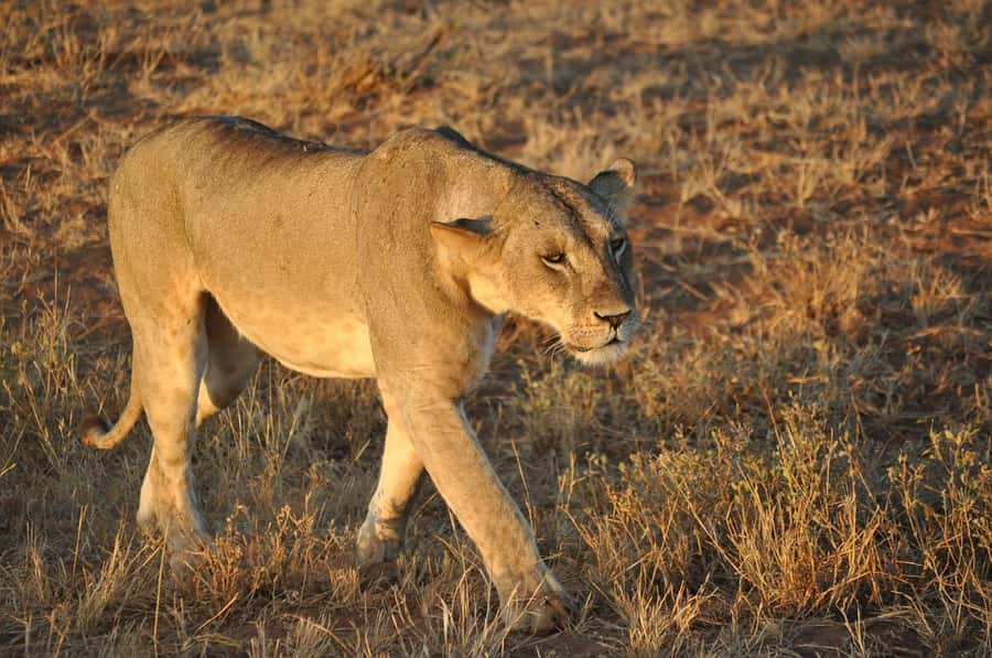 DAY TOUR TO TSAVO EAST NATIONAL PARK FROM MOMBASA/DIANI - What the $355 price includes