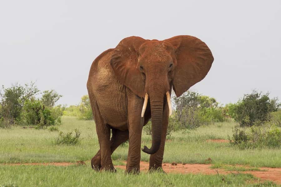 DAY TOUR TO TSAVO EAST NATIONAL PARK FROM MOMBASA/DIANI - Who should book this Tsavo East day trip