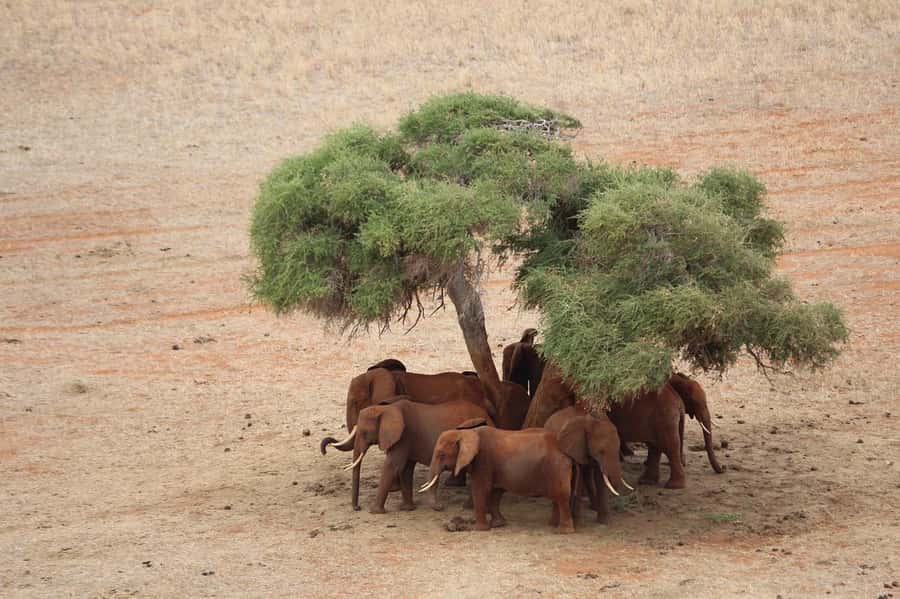 DAY TOUR TO TSAVO EAST NATIONAL PARK FROM MOMBASA/DIANI - Booking details worth knowing