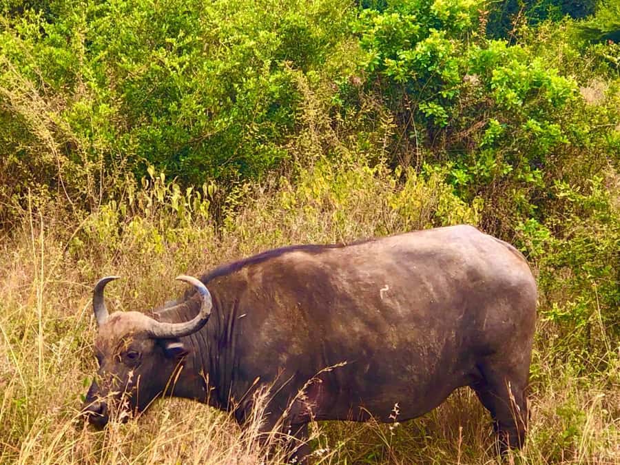 DAY TOUR TO TSAVO EAST NATIONAL PARK FROM MOMBASA/DIANI - The 5 a.m. pickup from Mombasa or Diani
