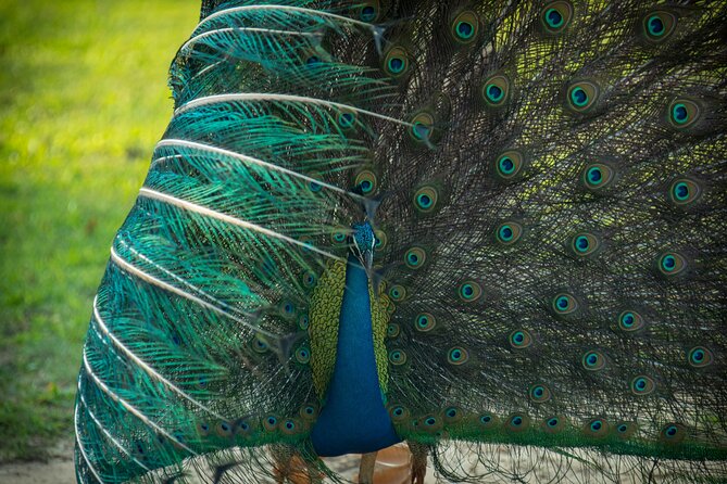 Day Tour to Wilpattu National Park from Colombo - Why Wilpattu makes such a long day worthwhile