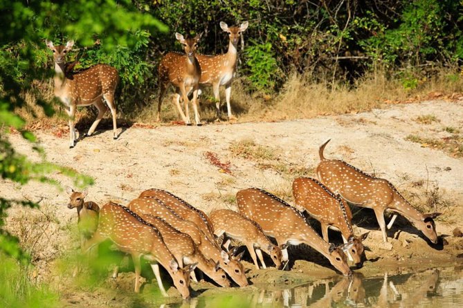 Day Tour to Wilpattu National Park from Colombo - Wildlife sightings, from leopards to peacocks