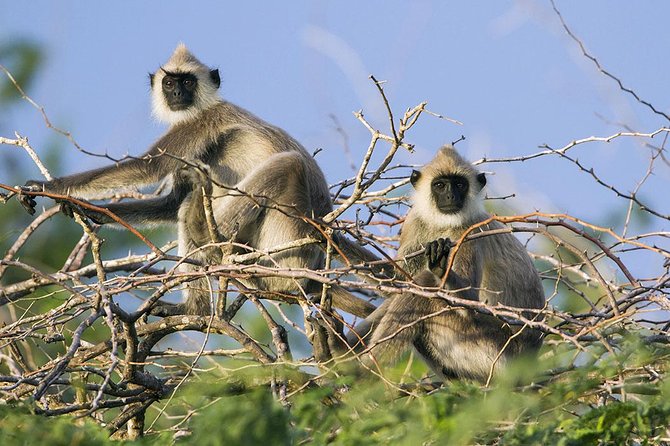 Day Tour to Wilpattu National Park from Colombo - Lunch and the case for packing your own food