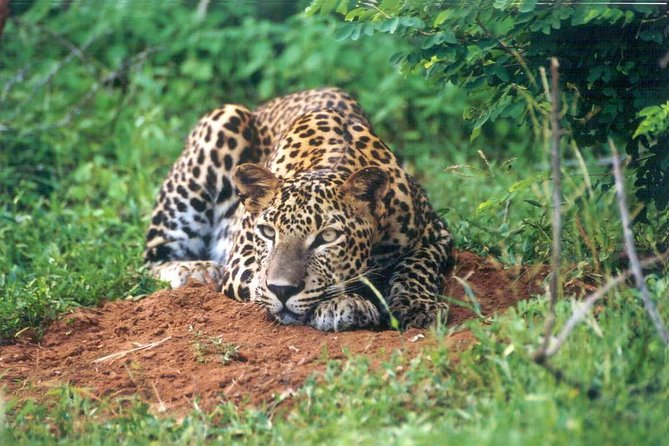 Day Tour to Wilpattu National Park from Colombo - Who will enjoy this Wilpattu trip most